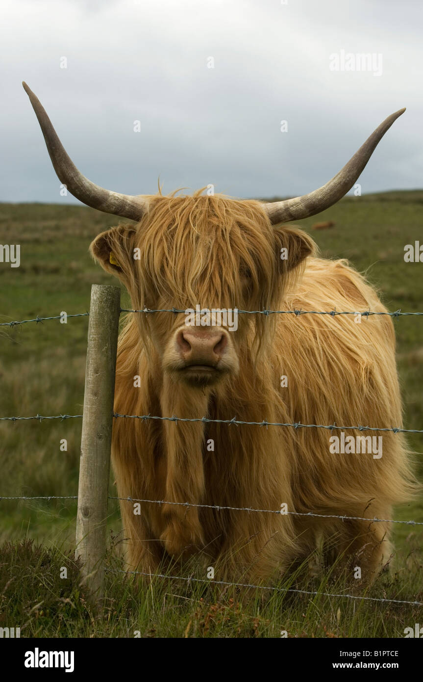 A highland cow looks over a fence on a Scottish moor Stock Photo - Alamy