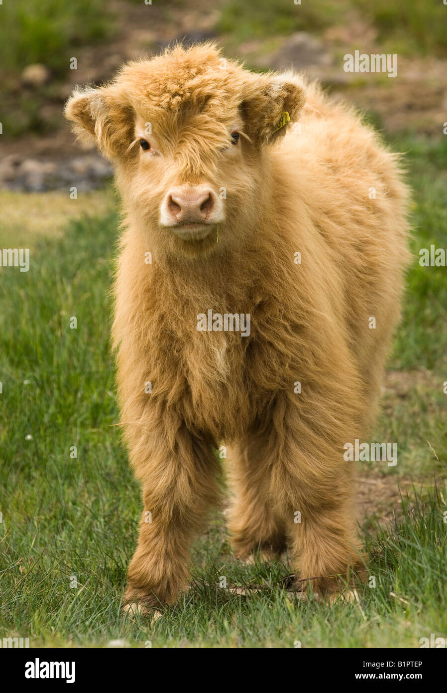 Full lenght young highland cow, calf. Stock Photo