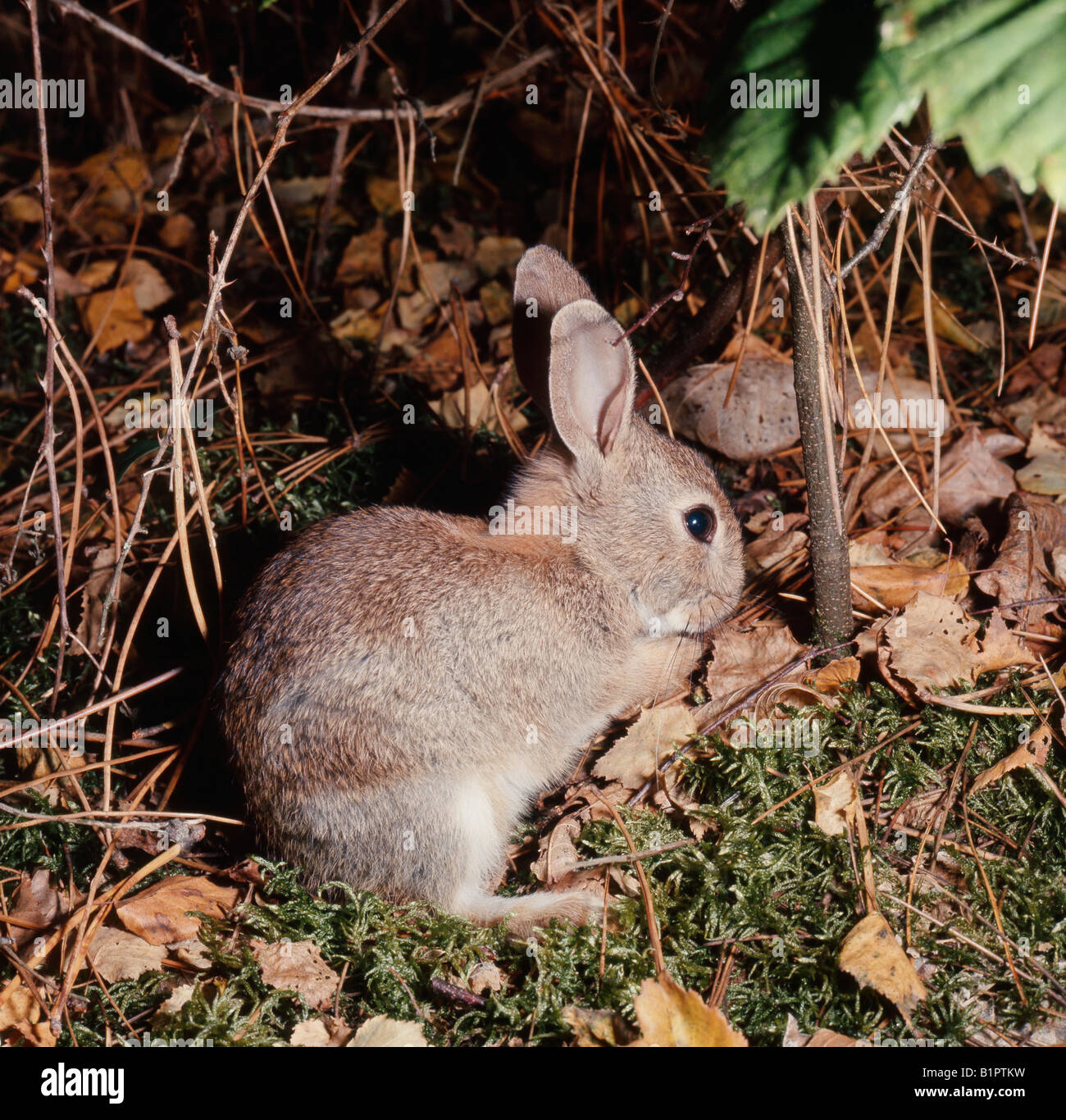 lapin de garenne Wildkaninchen Wild Rabbit Oryctolagus cuniculus