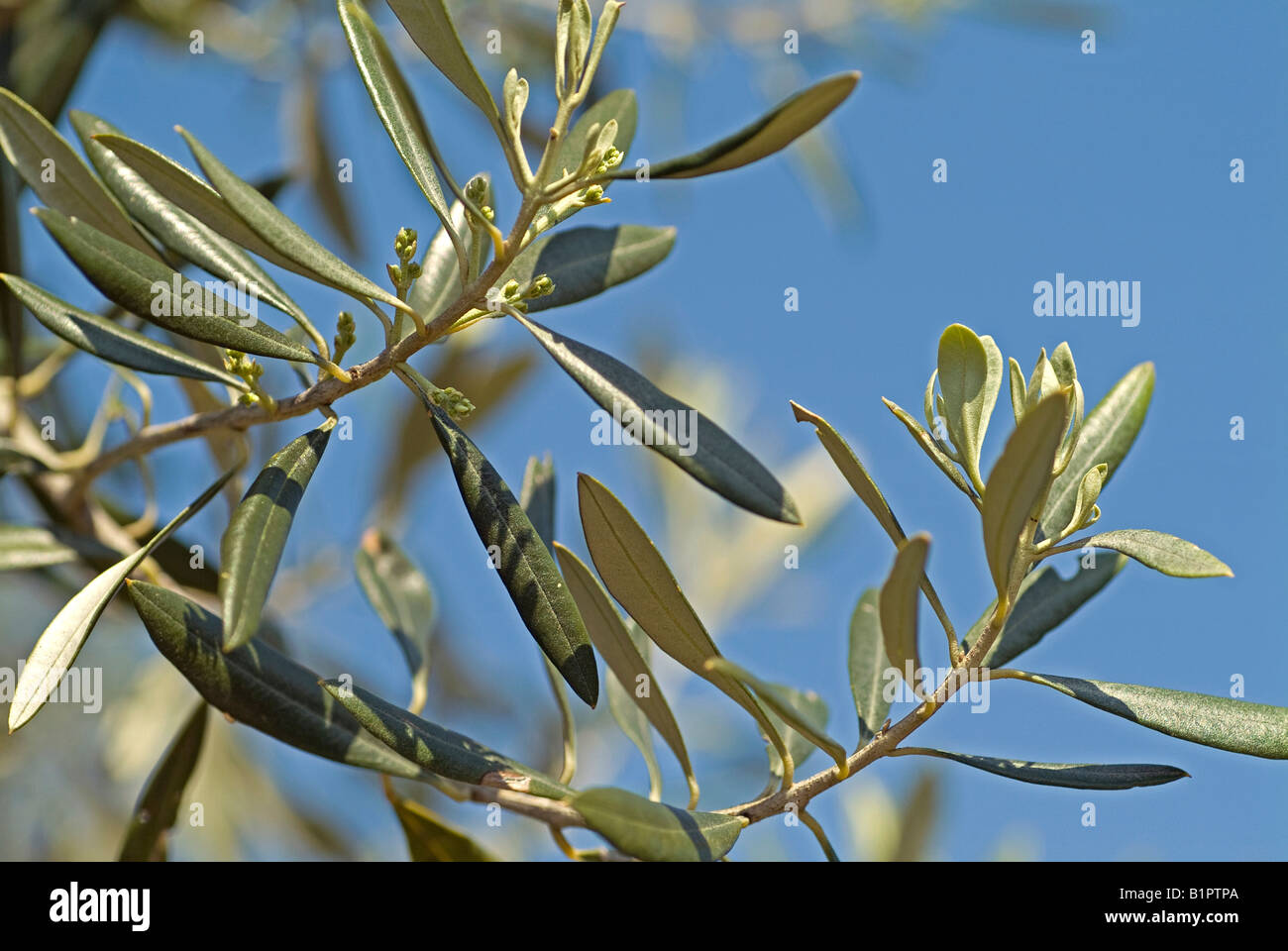 branch of olive tree Stock Photo Alamy