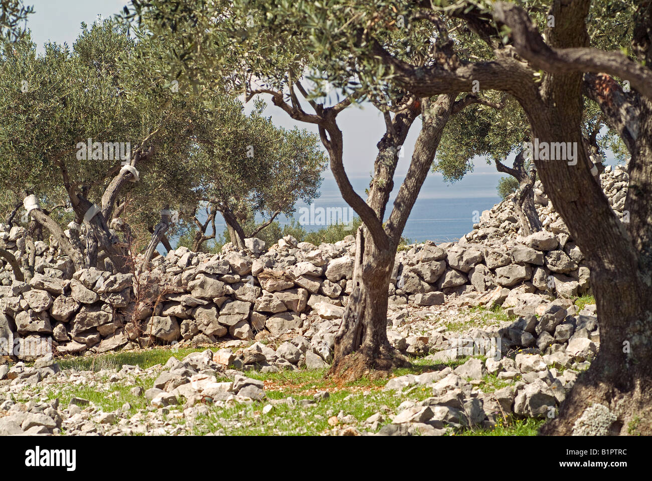 Terraces olive trees hi-res stock photography and images - Alamy