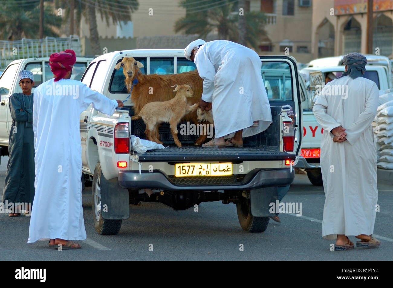 Transport of goats to the goat market, Nizwa, Sultanate of Oman Stock