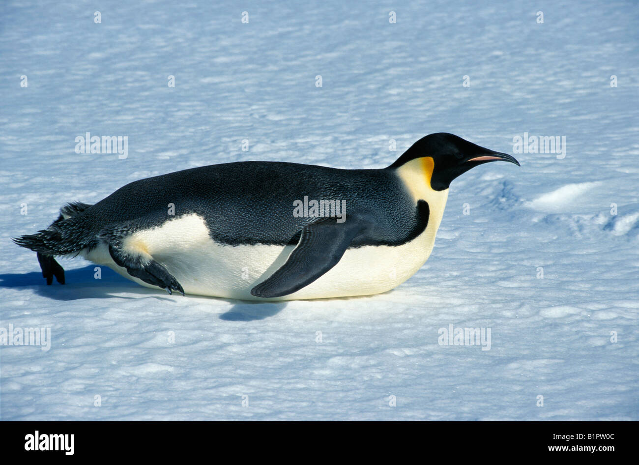 Kaiserpinguin Emperor Penguin Aptenodytes forsteri adult tobogganing animals Antarctica Antarktis aquatic Aves birds flightless Stock Photo