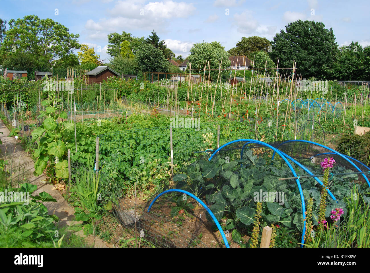 Allotment garden plot, Hampshire, England, United Kingdom Stock Photo