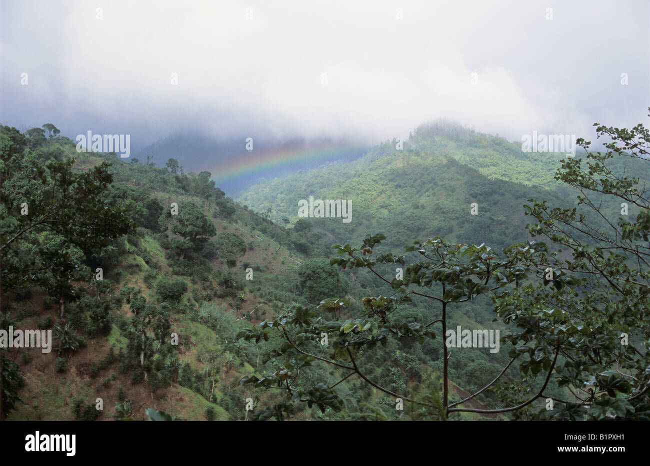 Rainbow Coffee Plantation Blue Mountains Jamaica January 2005 Stock