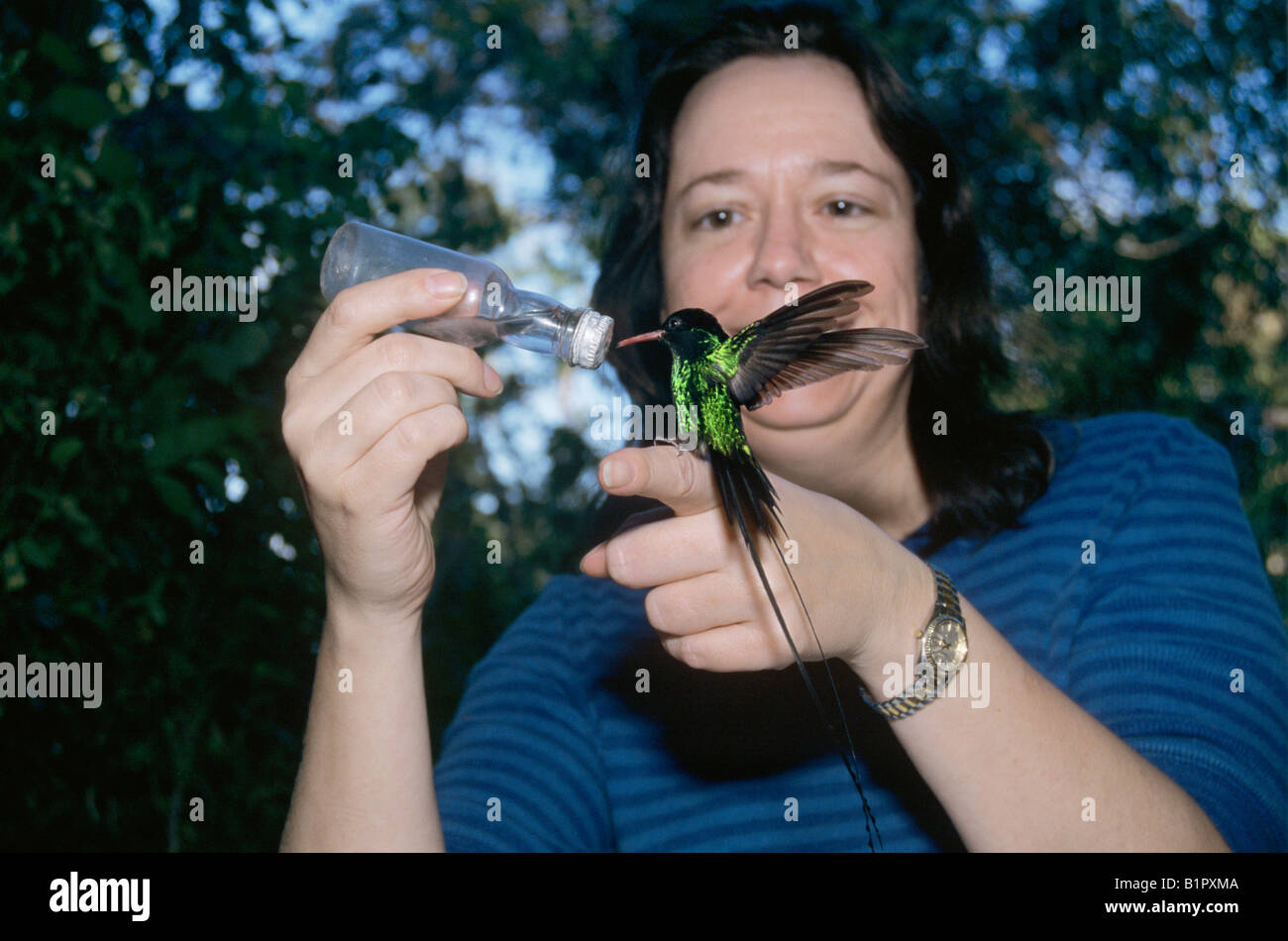 Red-billed Streamertail Hummingbird Trochilus polytmus male feeding from handheld bottle Rocklands Montego Bay Jamaica January Stock Photo