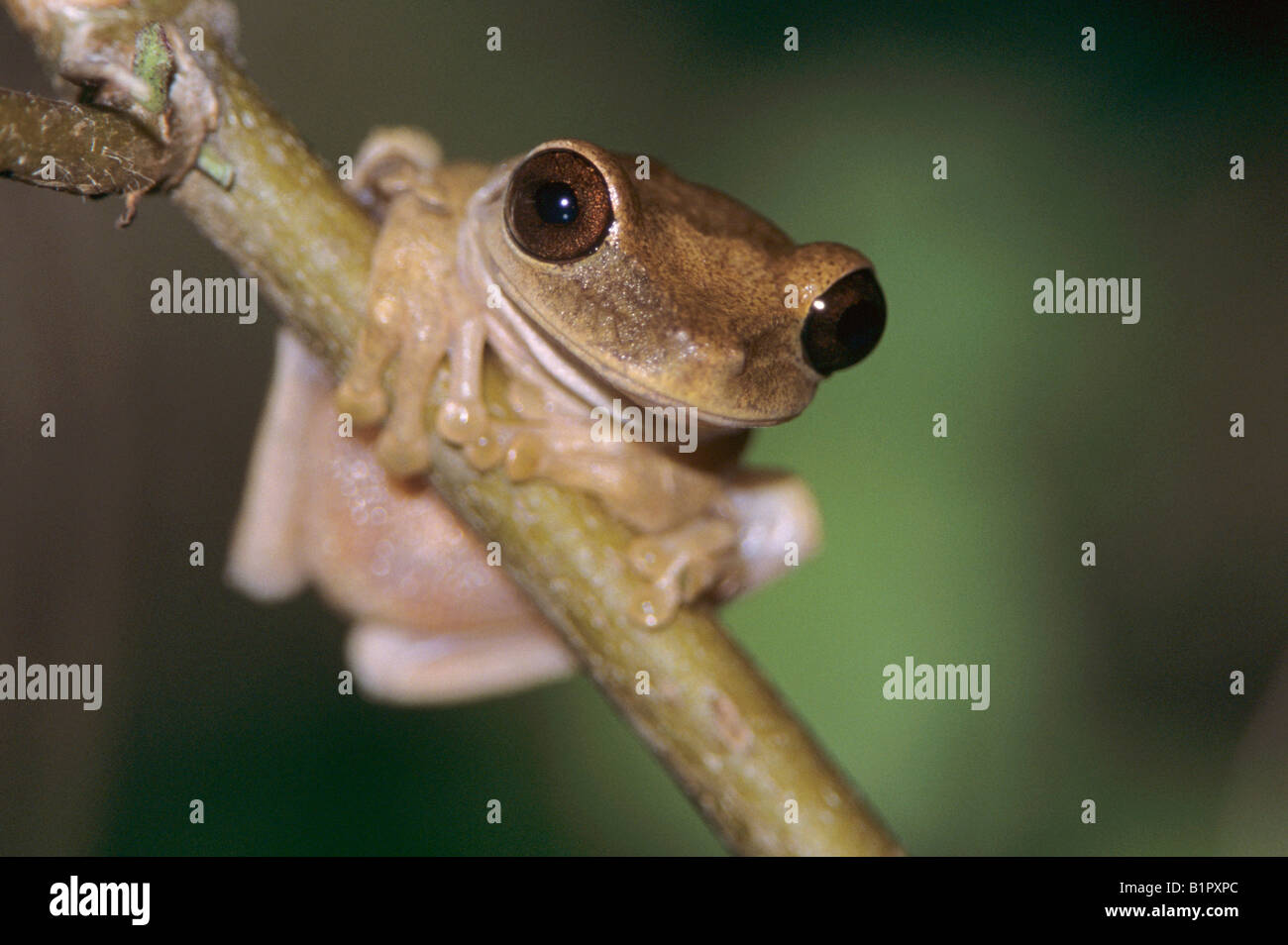 Treefrog adult on branch Rocklands Montego Bay Jamaica January 2005