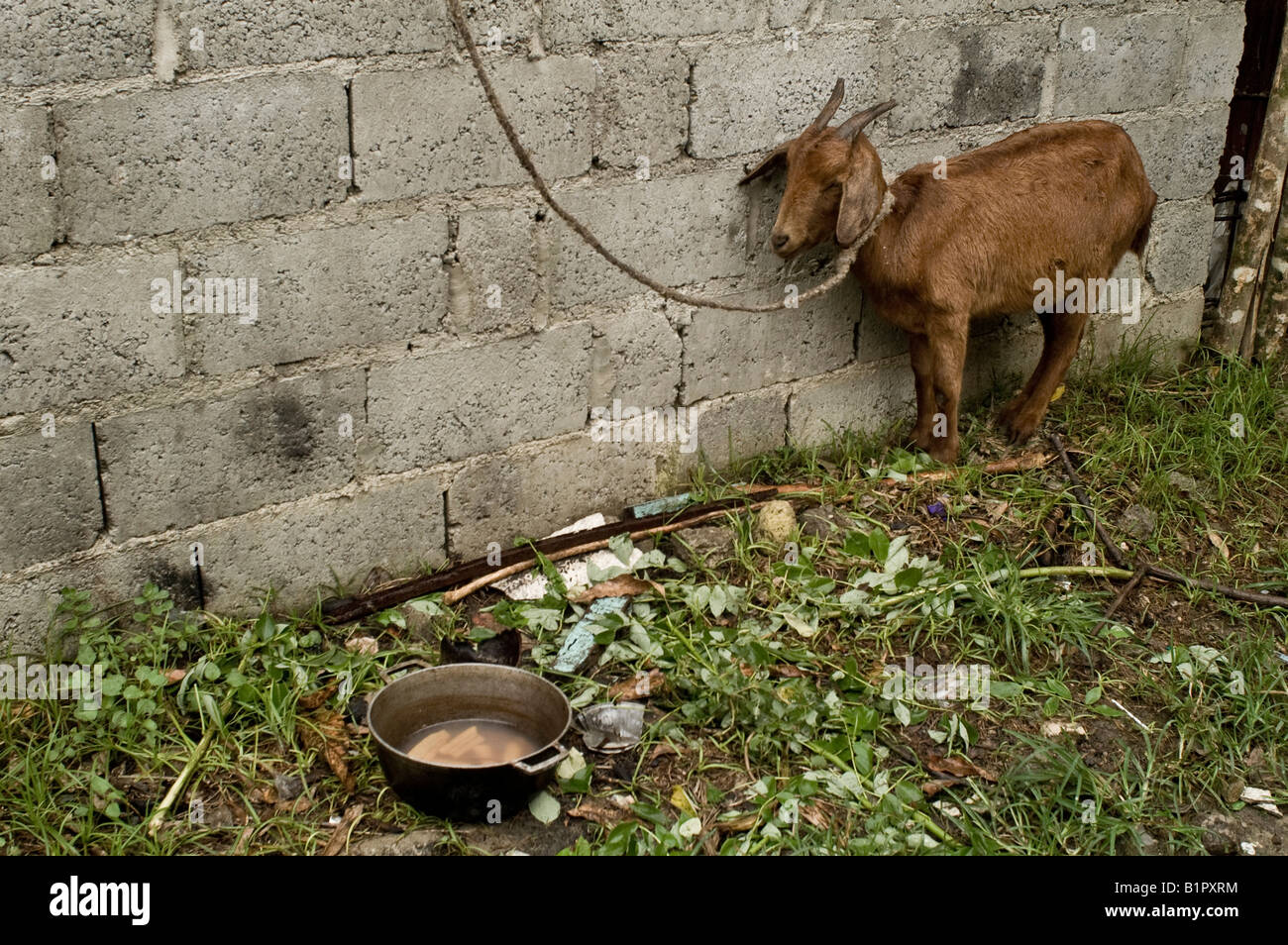 Rope tied goat hires stock photography and images Alamy