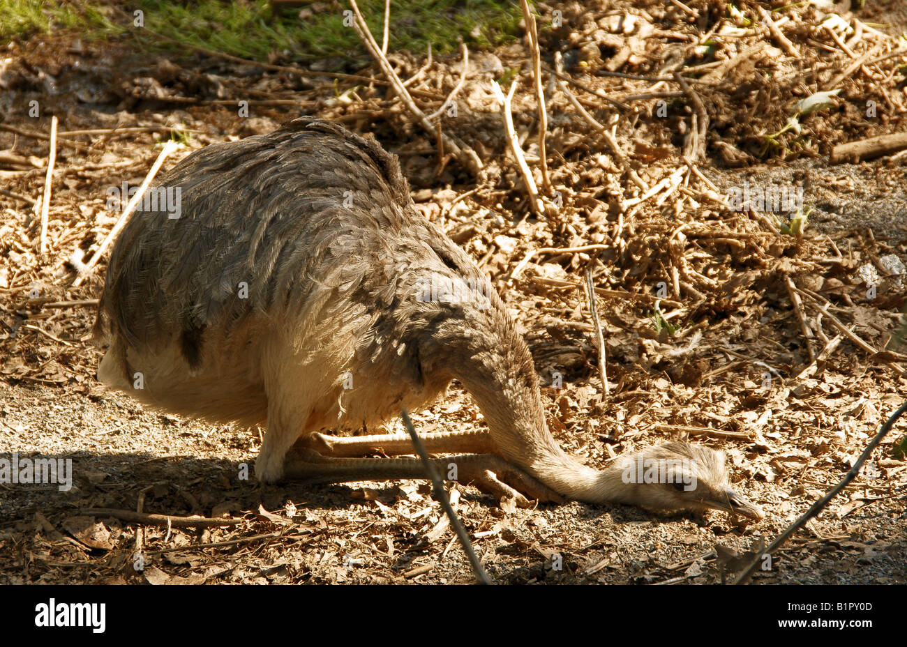 ostrich Stock Photo