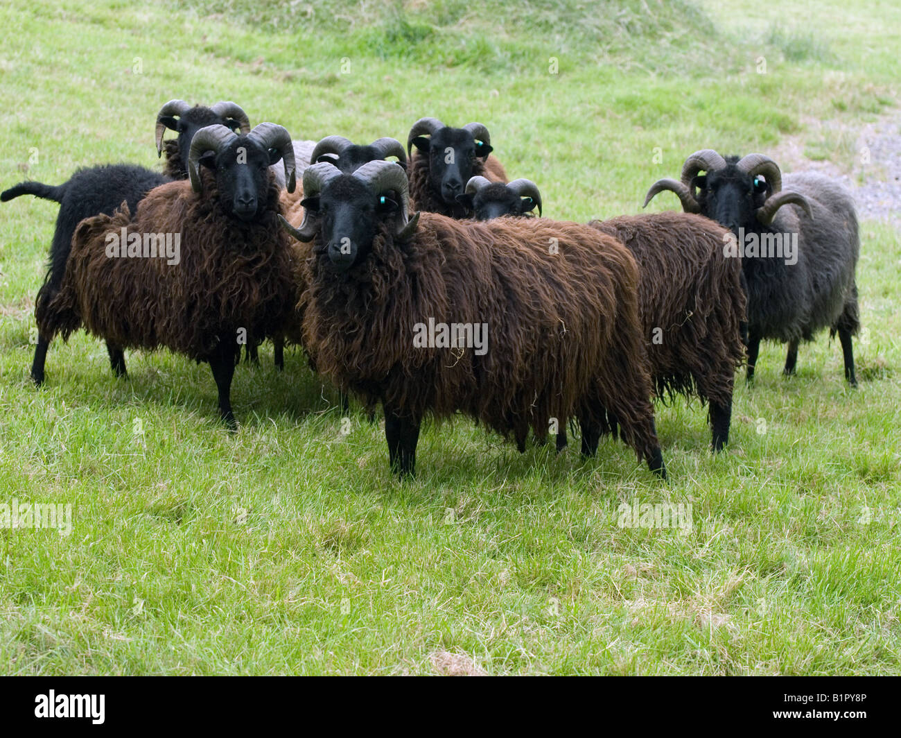 Hebridean Rams Stock Photo
