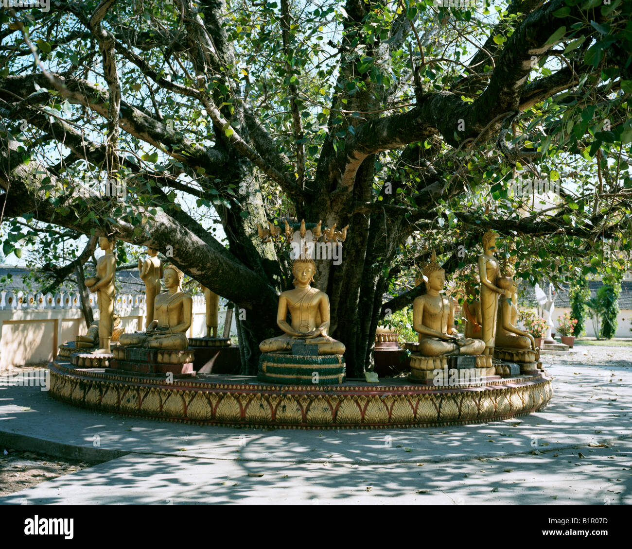 Buddhas under tree at Pha That Luang Stock Photo