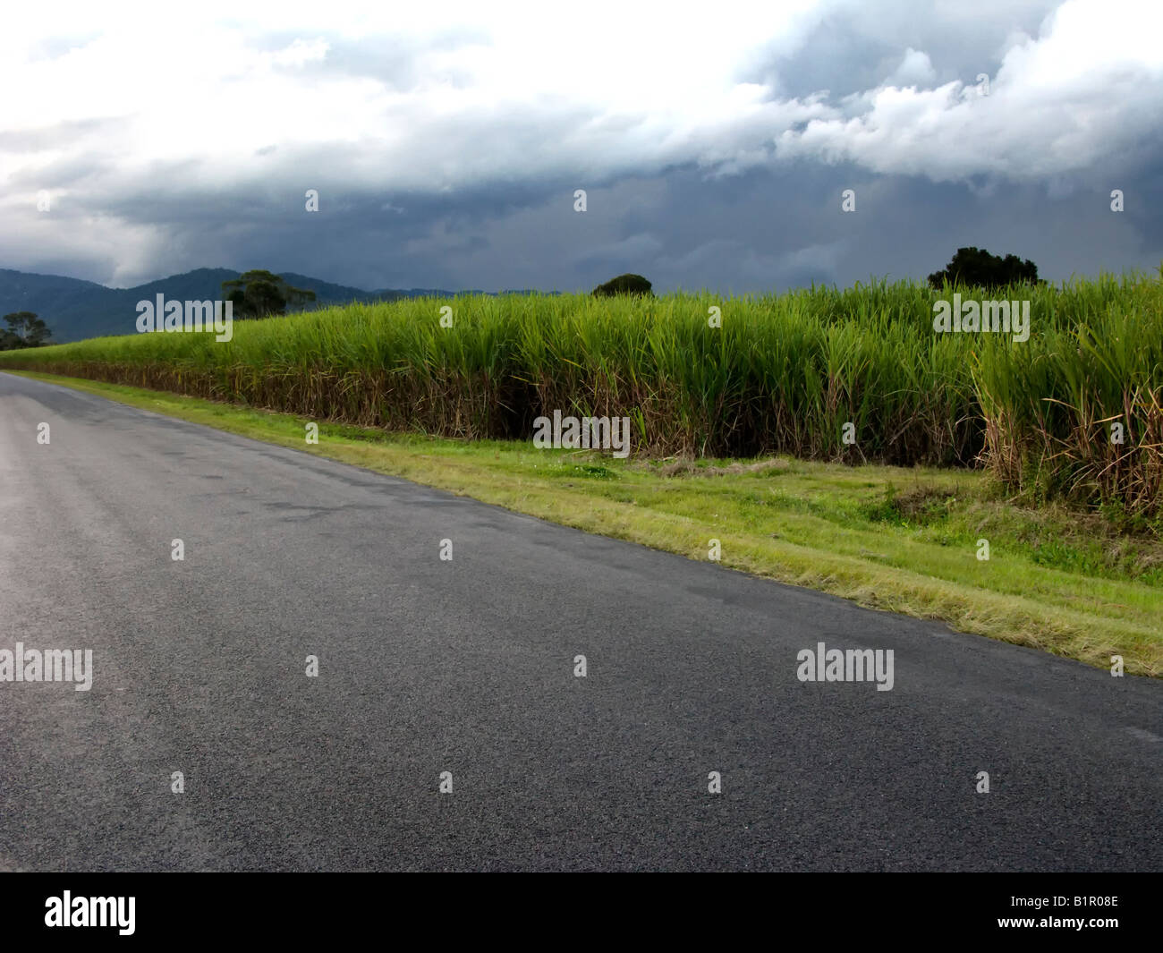Road by Sugar Cane Plantation Australia Stock Photo