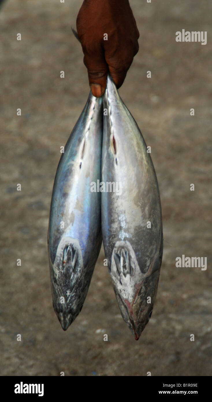 two fish carried Stock Photo Alamy