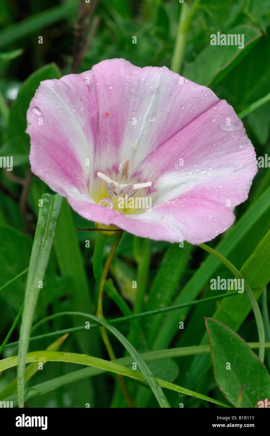 Field Bindweed Flower Convolvulus arvensis Stock Photo Alamy