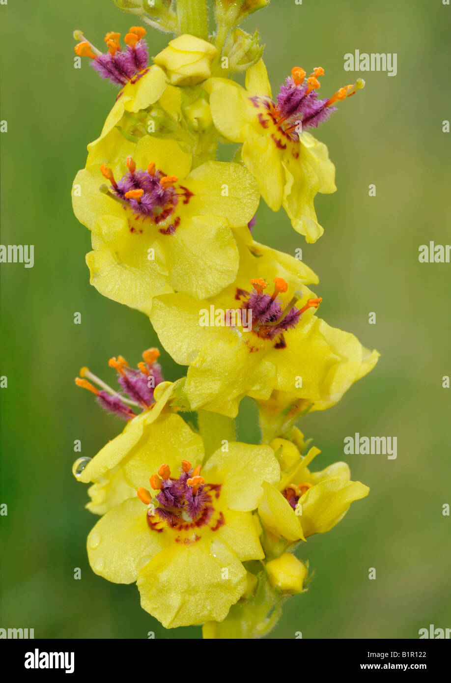 Dark Mullein Flower Verbascum nigrum Stock Photo