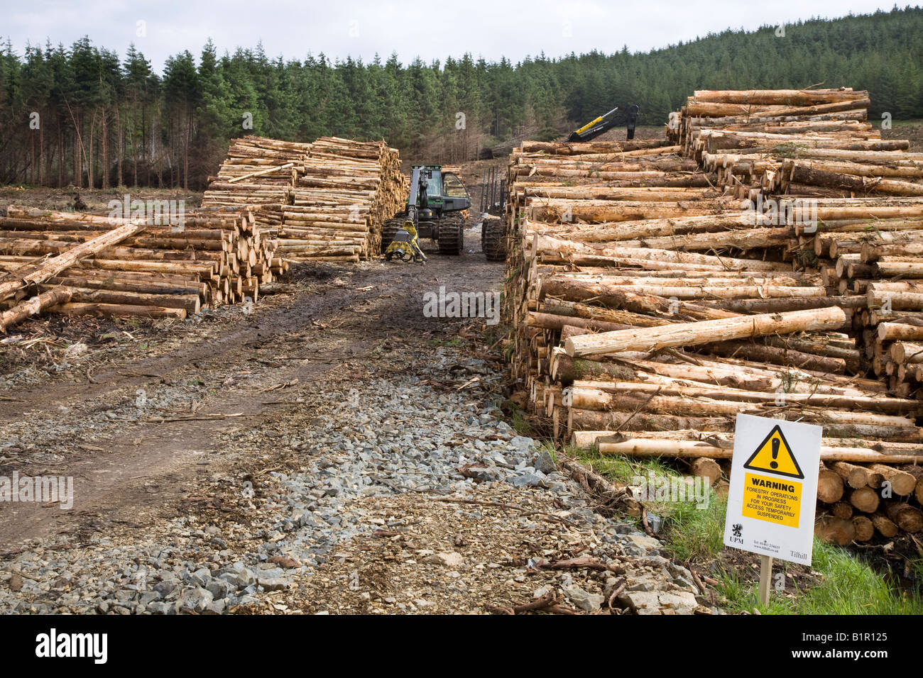 Scottish Tree Logging & Timber Industry.   Harvesting Timber on the Isle of Skye, Scotland uk Stock Photo