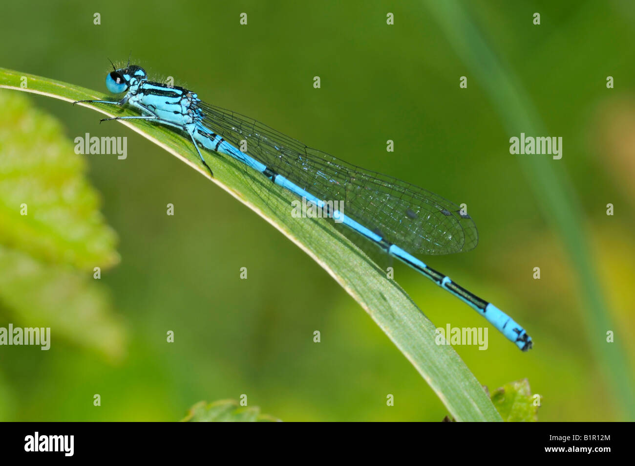 Azure Damselfly Coenagrion puella Male Stock Photo - Alamy