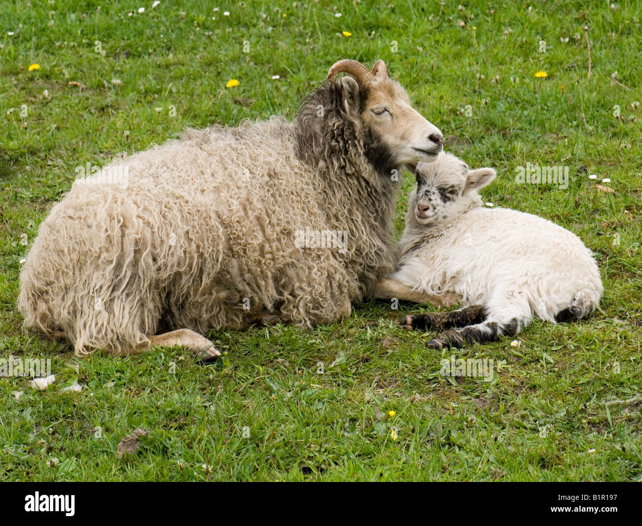 North   Ronaldsay  Ewe with her Lamb Stock Photo