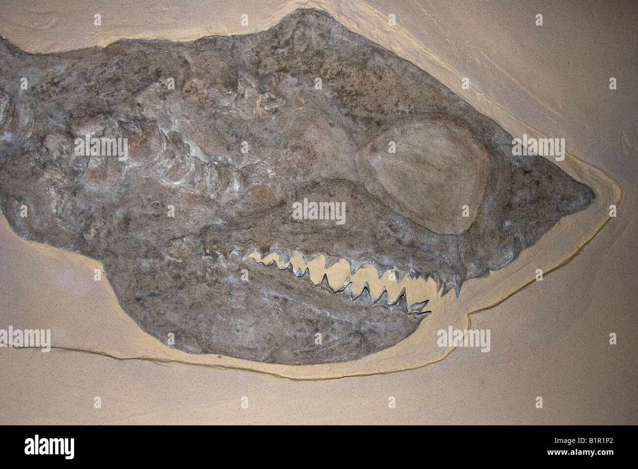 Fossil Shark, Cretoxyrhina mantelli, largest shark of the late Cretaceous period Stock Photo