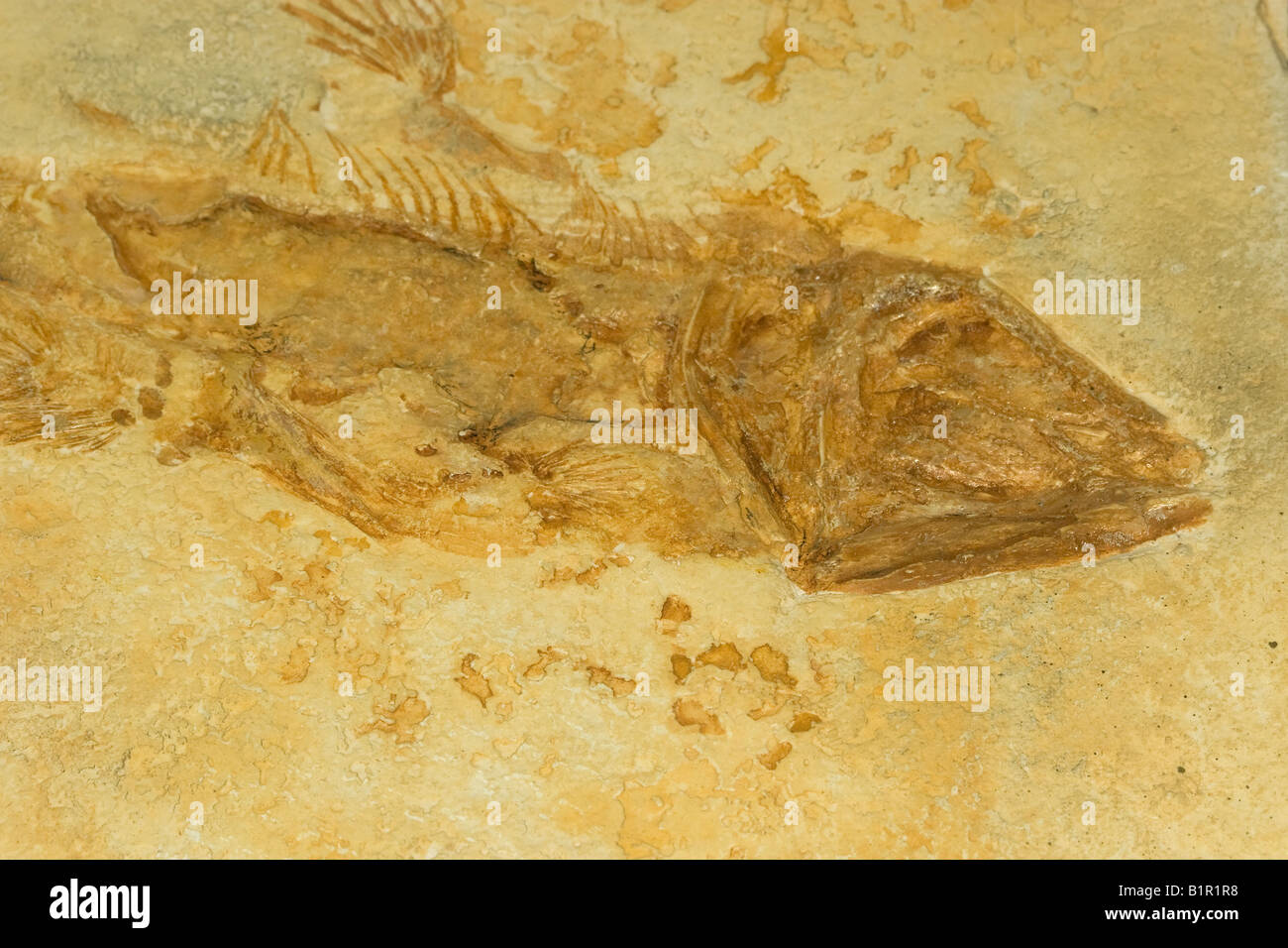 Coccoderma nudum, an early type of Coelecanth, Jurassic Period,  Solnhofen, Germany Stock Photo
