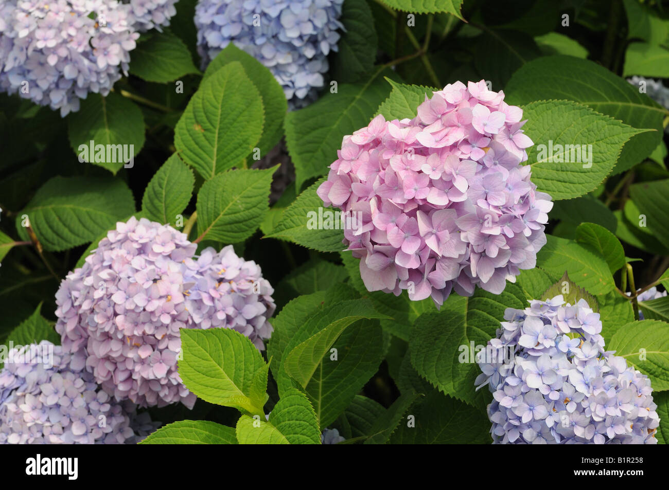 Long Island S Garden Girl Happy Hydrangeas Part 1 Pruning