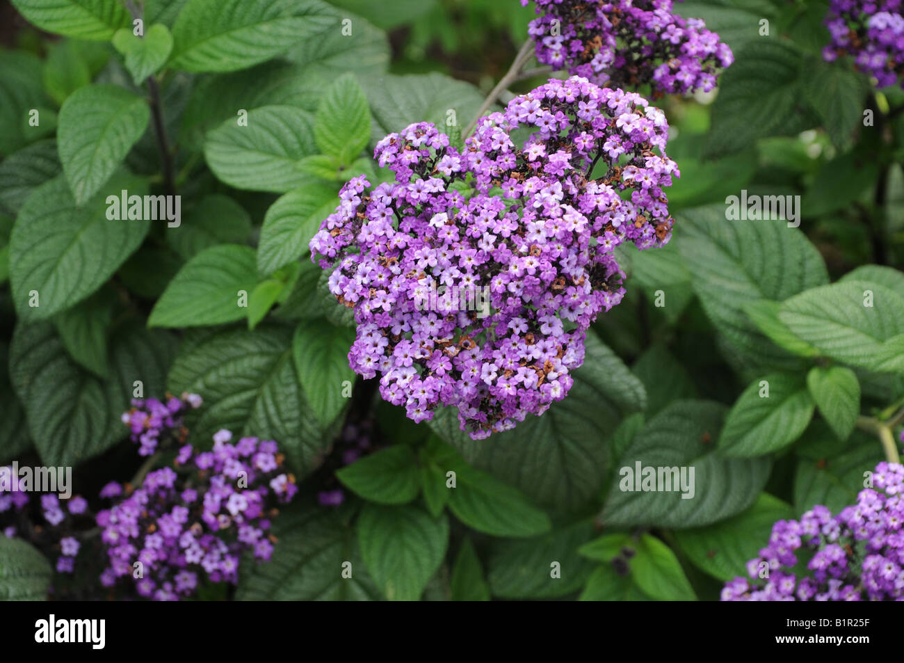 Heliotrope is a fragrant flower sometimes used to make perfume. This