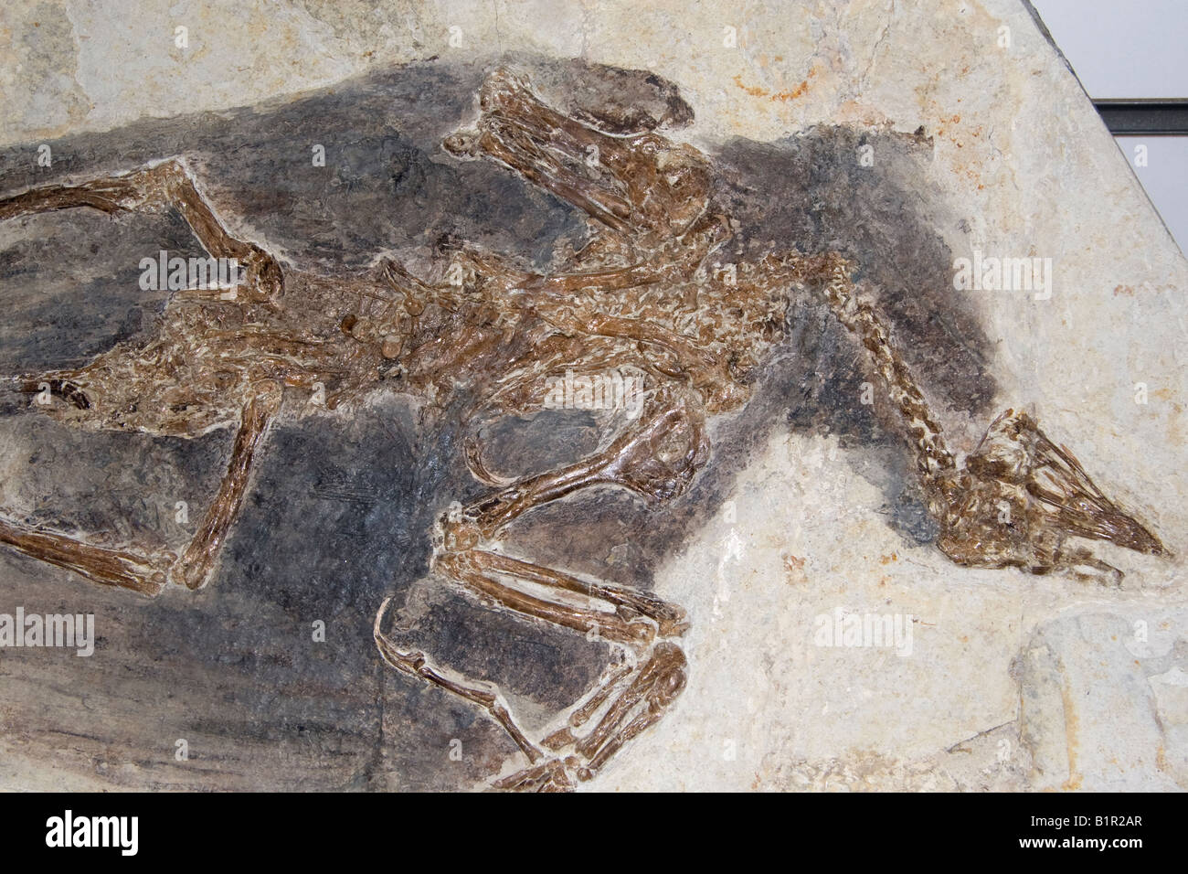 Fossil Bird, Confuciusornis sanctus, Liaoning Province, China 125 million years old Stock Photo