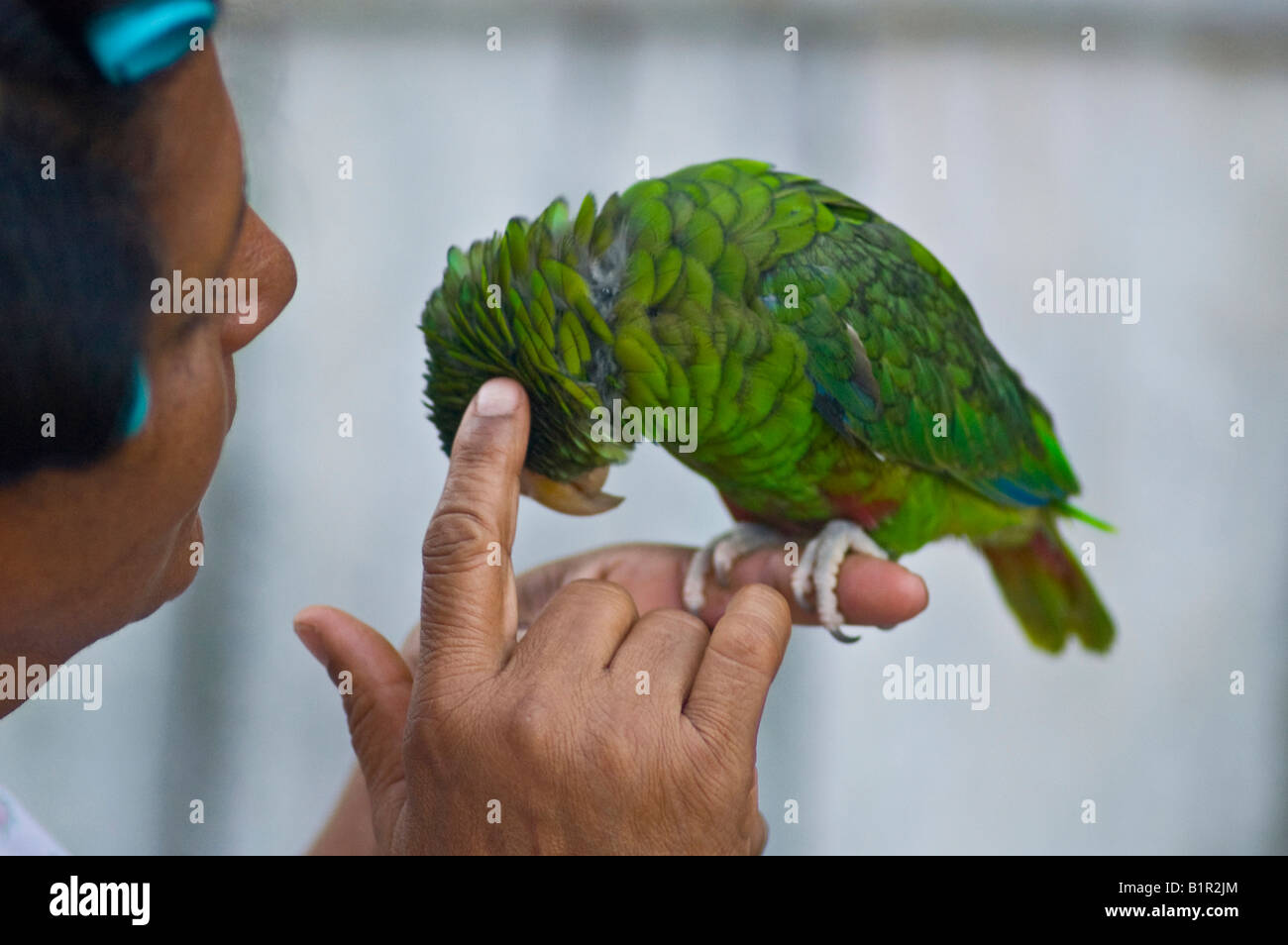 old woman caressing a tropical green parrot Stock Photo