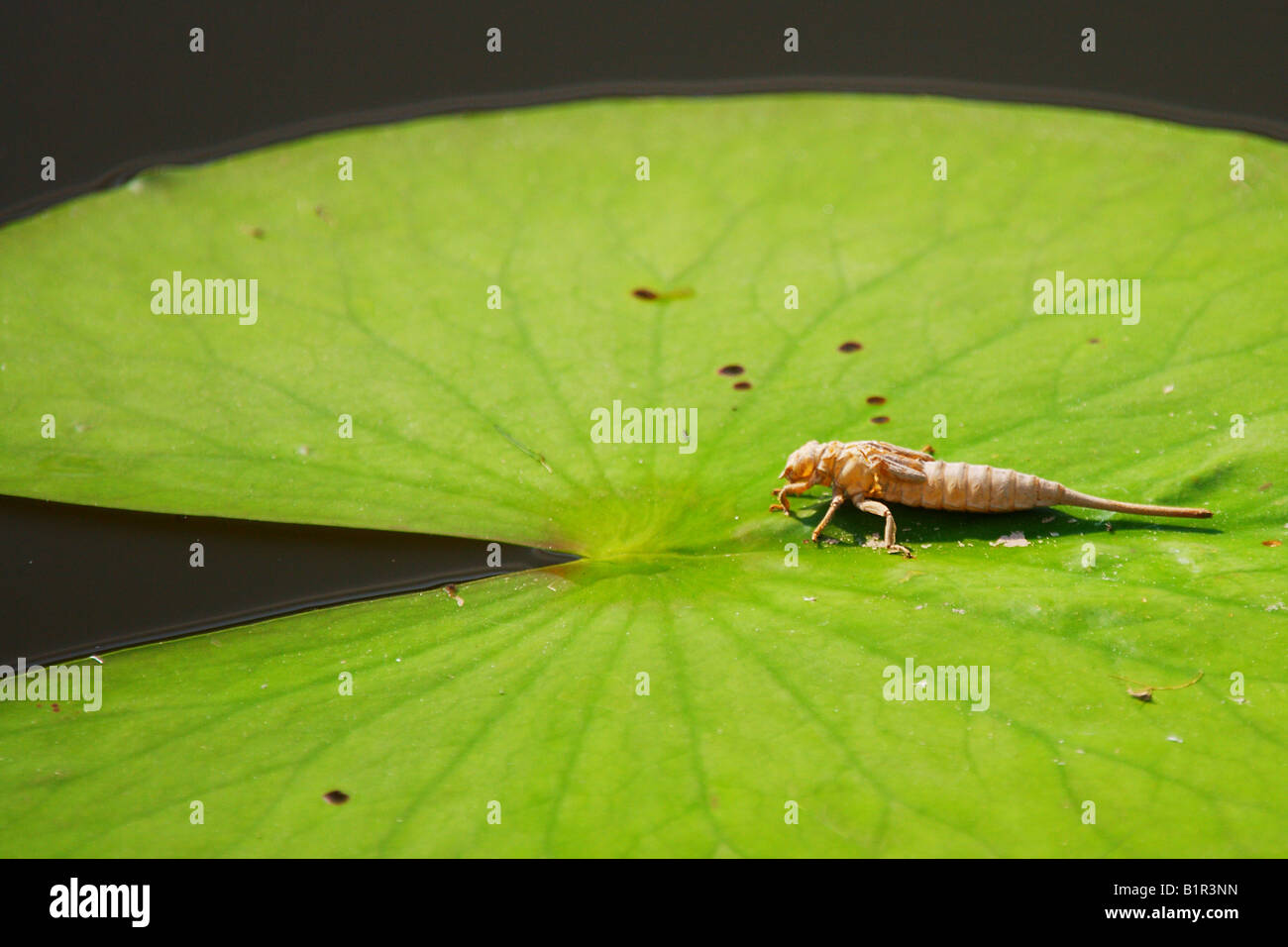 An armored brown bug sits on a lilly pad in Lake Marion South Carolina ...