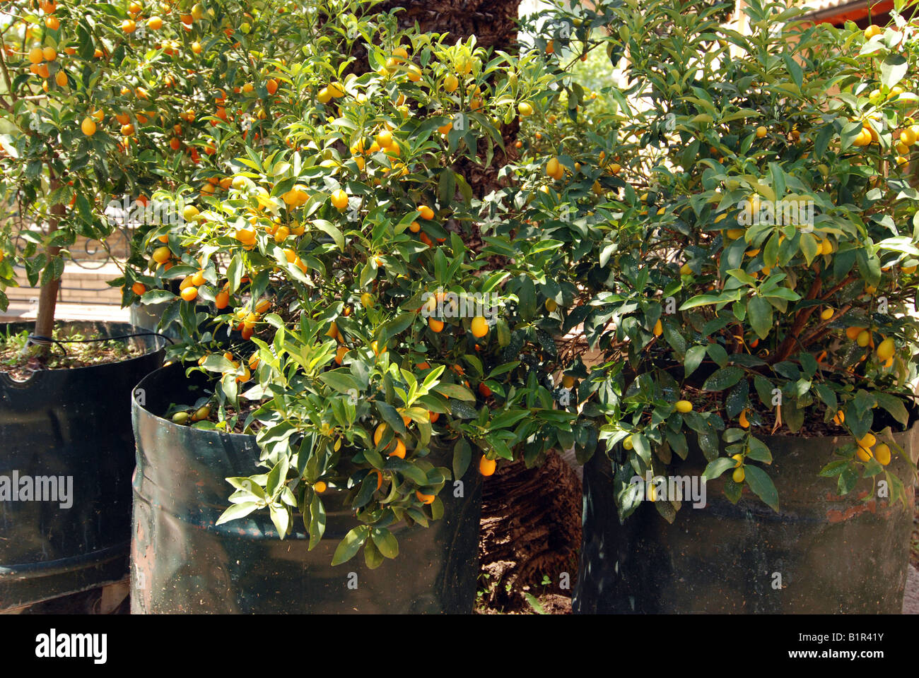 Kumquat fruits tree on greek island of Corfu Stock Photo Alamy