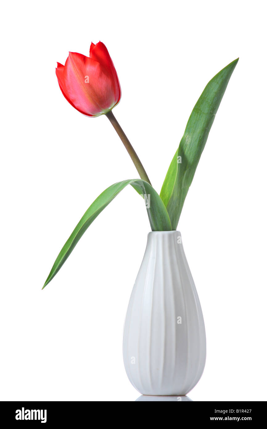 Tulip in a vase Stock Photo Alamy