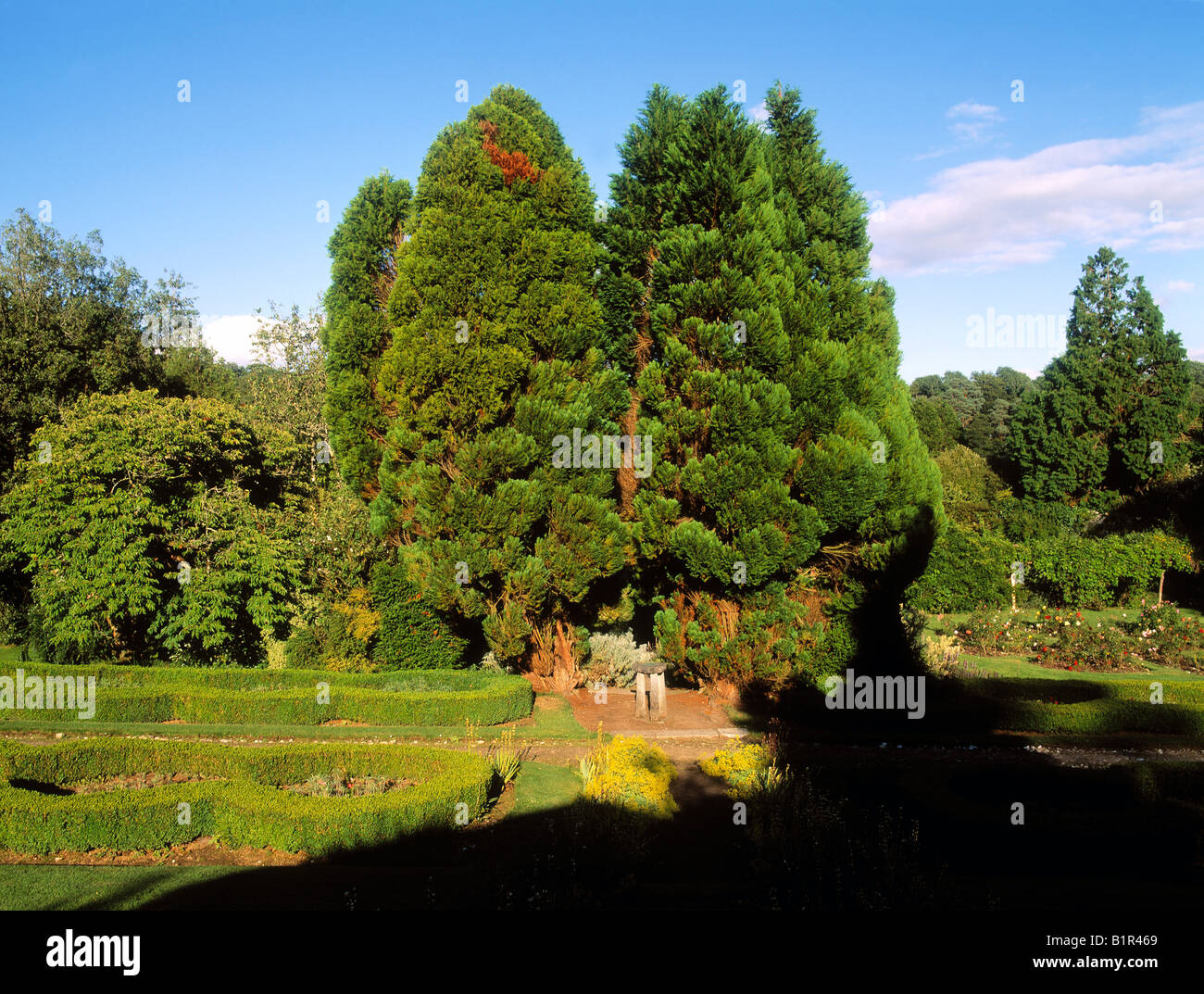 Yew Trees in the Walled Garden, Annes Grove, Co Cork, Ireland Stock Photo
