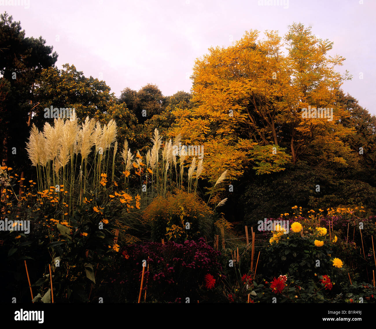 Double Herbaceous Borders, in Autumn, National Botanic Gardens, Dublin, Ireland Stock Photo