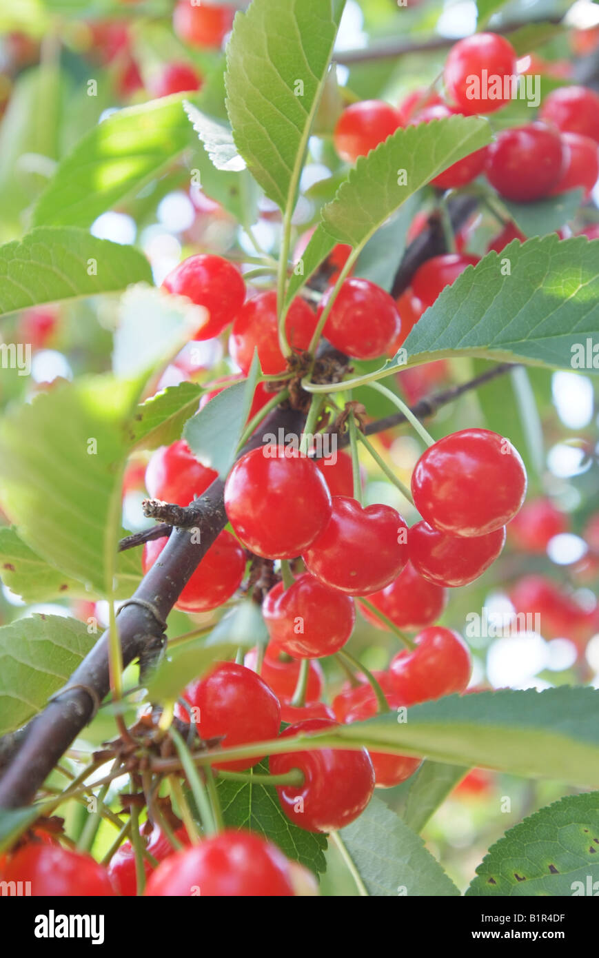 A sour cherry tree on an orchard in Maryland Stock Photo