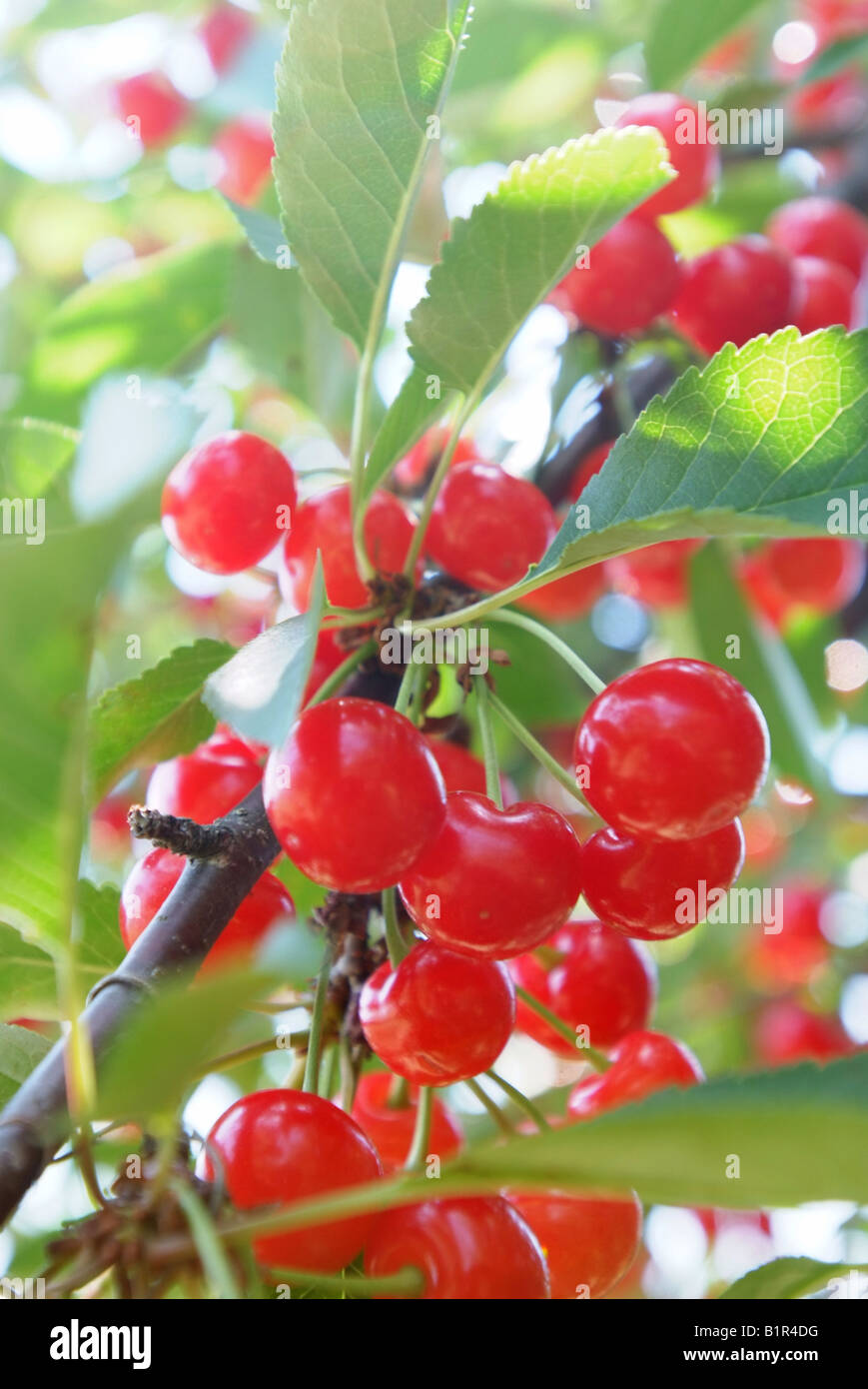 A sour cherry tree on an orchard in Maryland Stock Photo Alamy