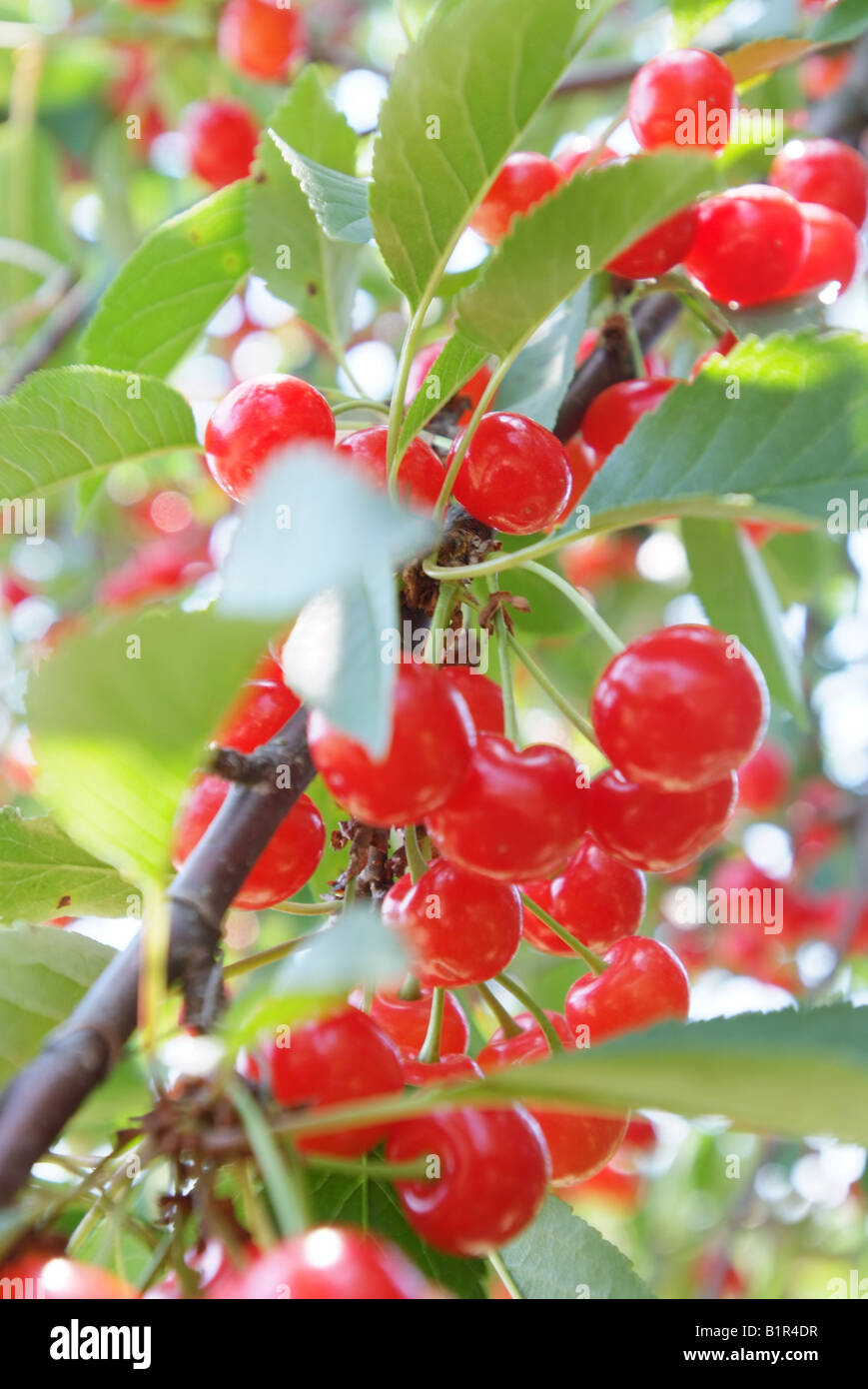 A sour cherry tree on an orchard in Maryland Stock Photo