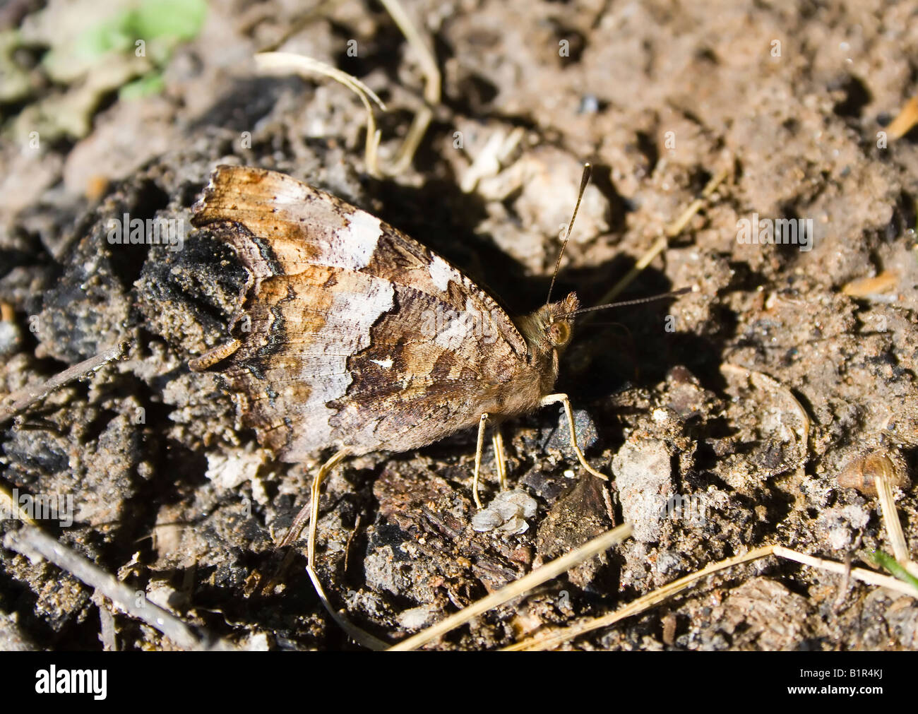 butterfly with protective coloration on the soil background Stock Photo