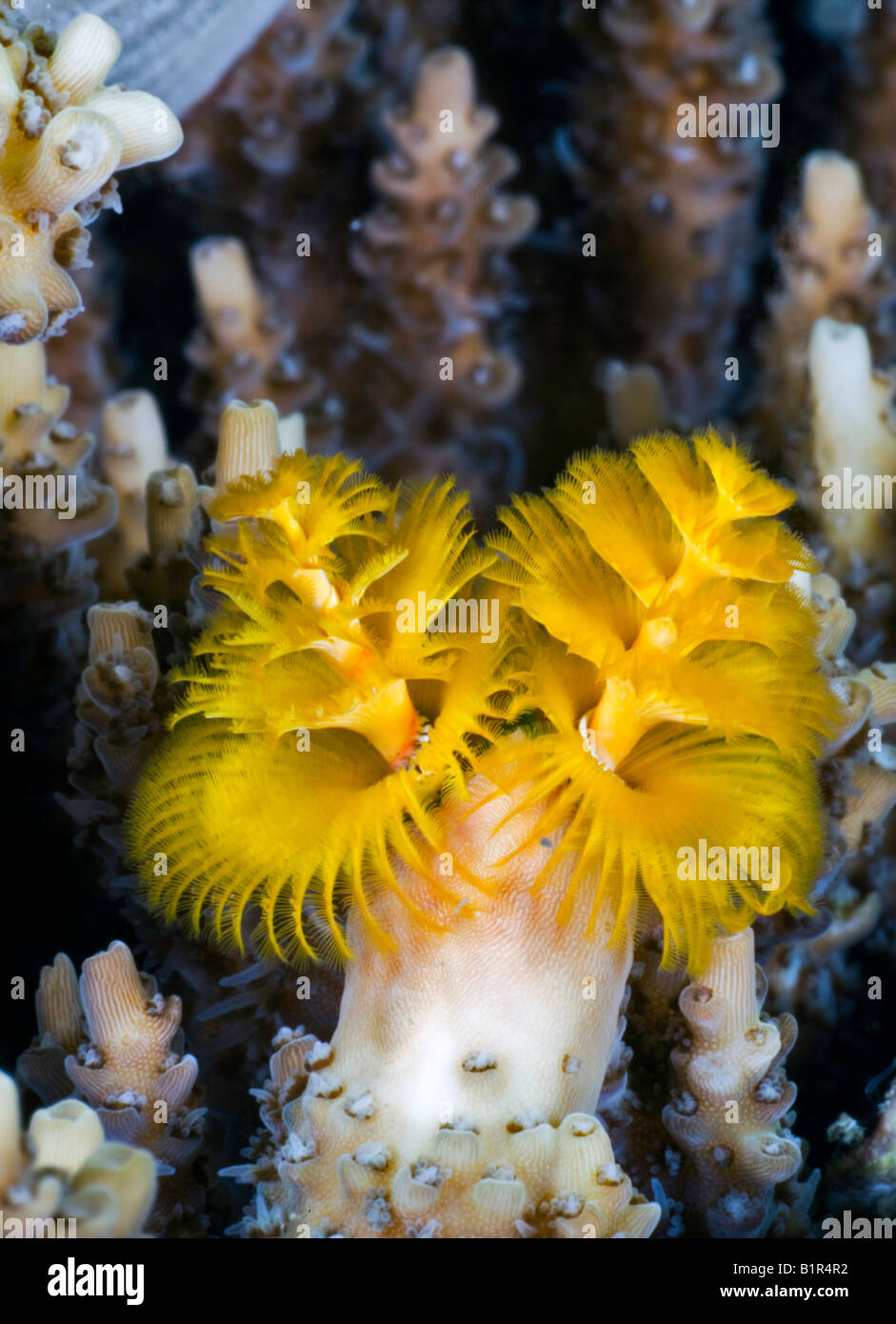 This yellow Christmas Tree or Plumose worm posed for a photograph whilst all his friends dissapeared into their protective tubes Stock Photo