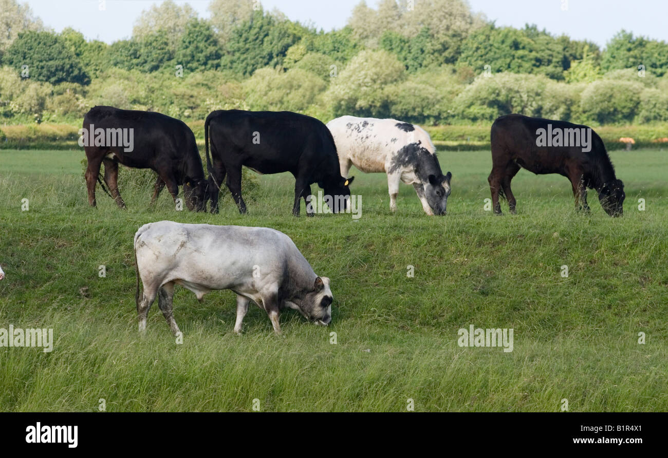 Grazing Cattle Lincolnshire Stock Photo Alamy