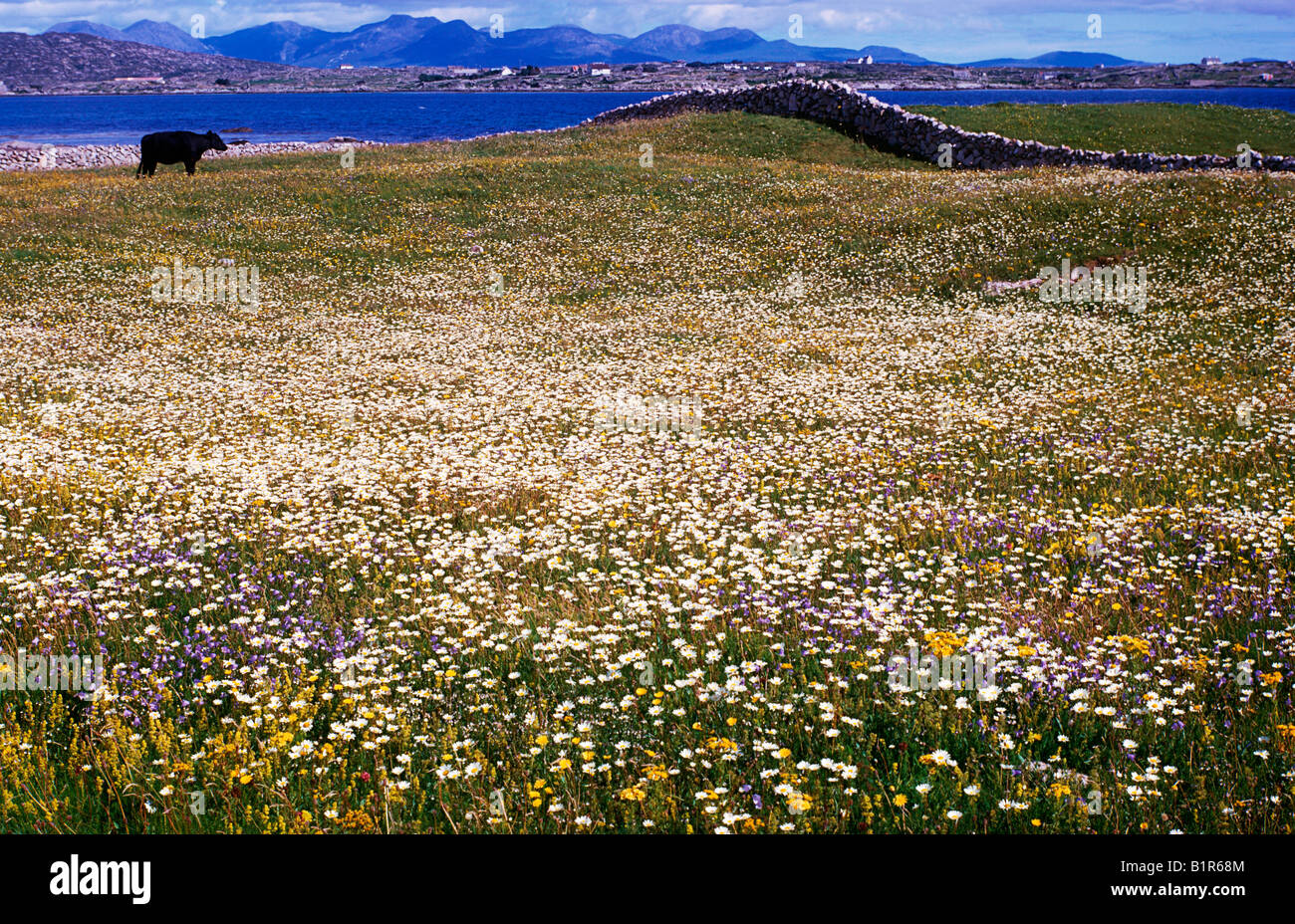 Wildflowers in Connemara, 12 Bens in backround Stock Photo