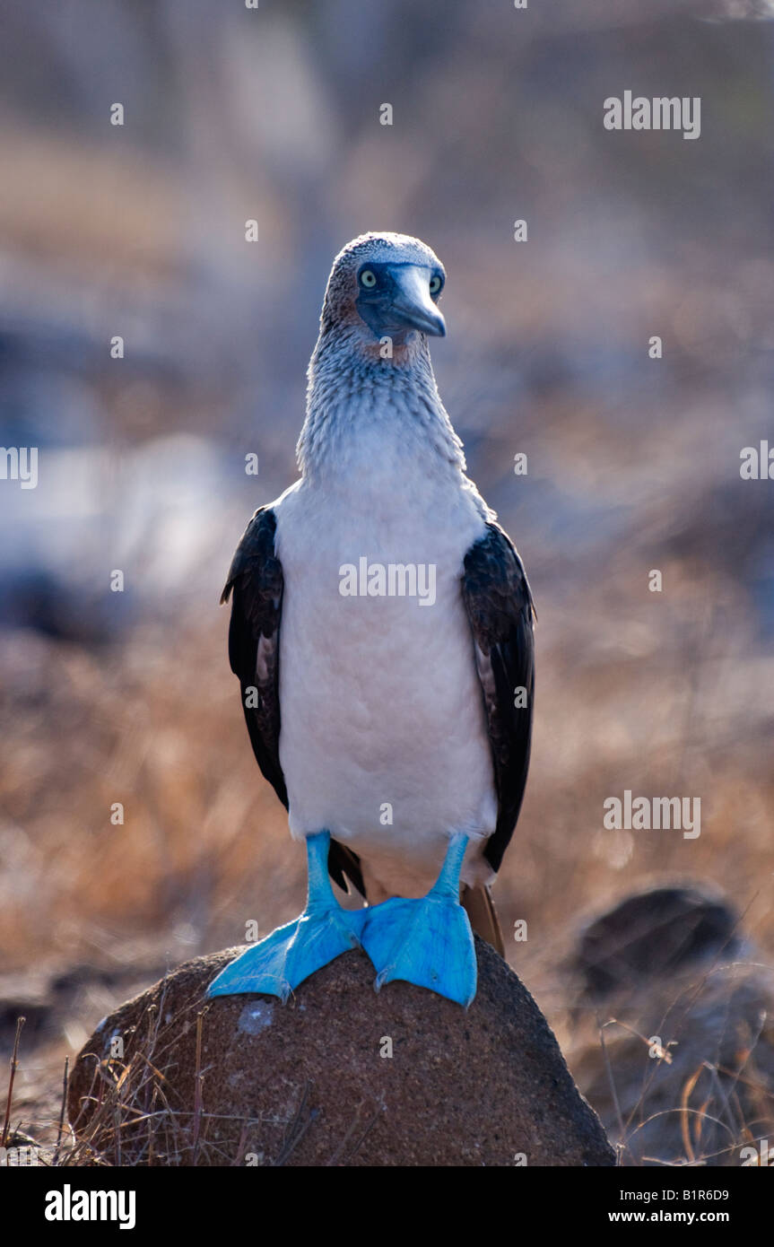 Bluefooted boobies hi-res stock photography and images - Alamy