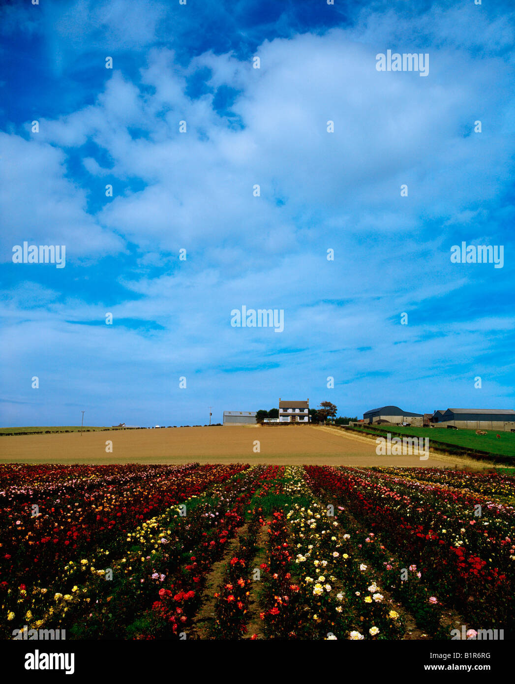 Commercial rose fields hi-res stock photography and images - Alamy