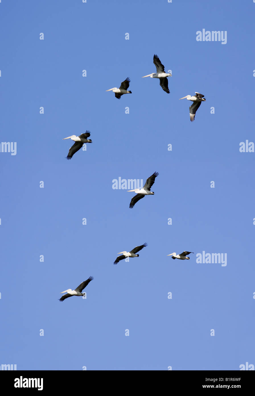 Eight Australian Pelicans (Pelecanus conspicillatus) soaring in the sky. Perth, Western Australia Stock Photo