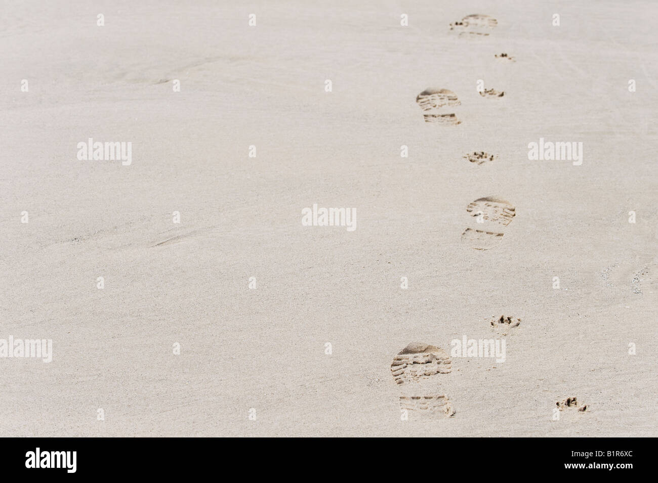 Human footprints dog paw prints hi-res stock photography and images - Alamy