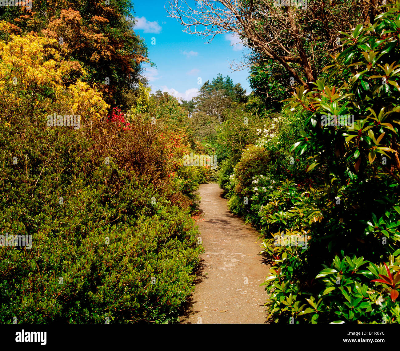 Ilnacullin, Co Cork, Ireland, Pathway With Rhododendrons, Near The Casita, Spring Stock Photo