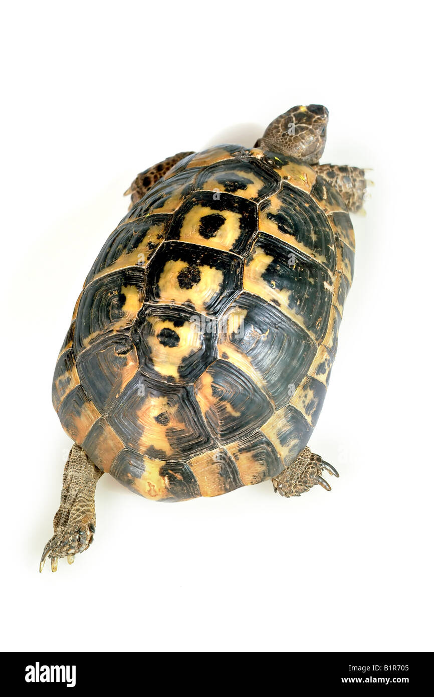 turtle isolated on white wollking away Stock Photo - Alamy