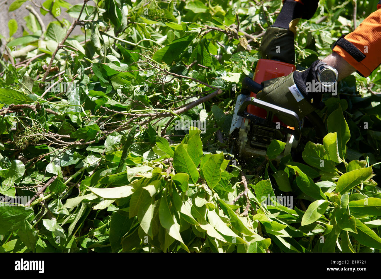 Man in full protective STIHL power tool clothing using his chainsaw MS