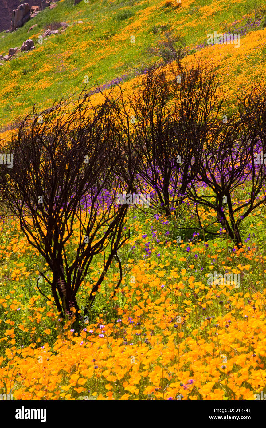 Wildflowers in a burn area near Lake Hodges California Stock Photo