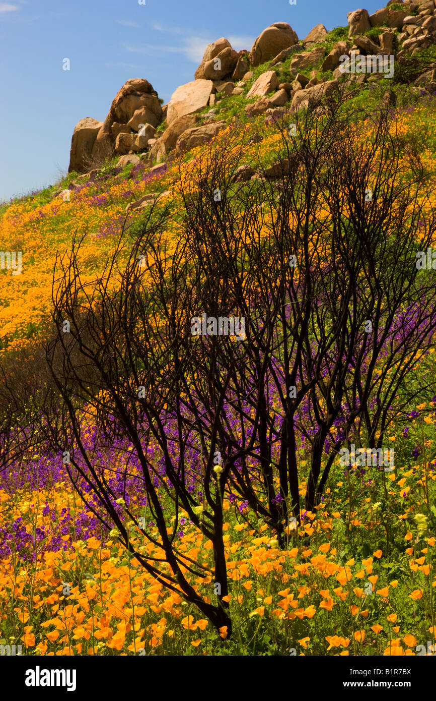 Wildflowers in a burn area near Lake Hodges California Stock Photo
