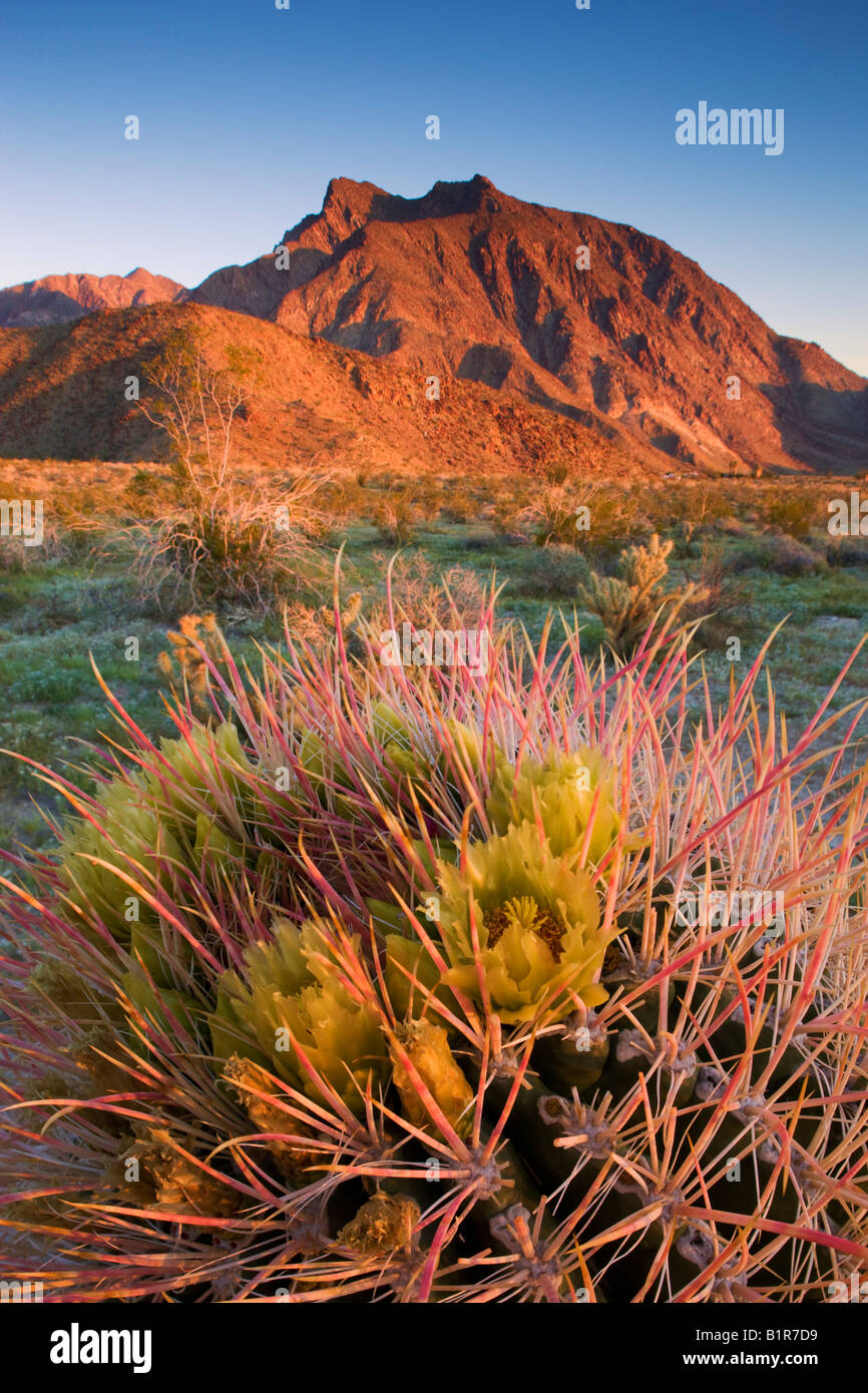 Southwestern Barrel Cactus ferocactus wislizenii and Indianhead Mountain Anza Borrego Desert State Park California Stock Photo